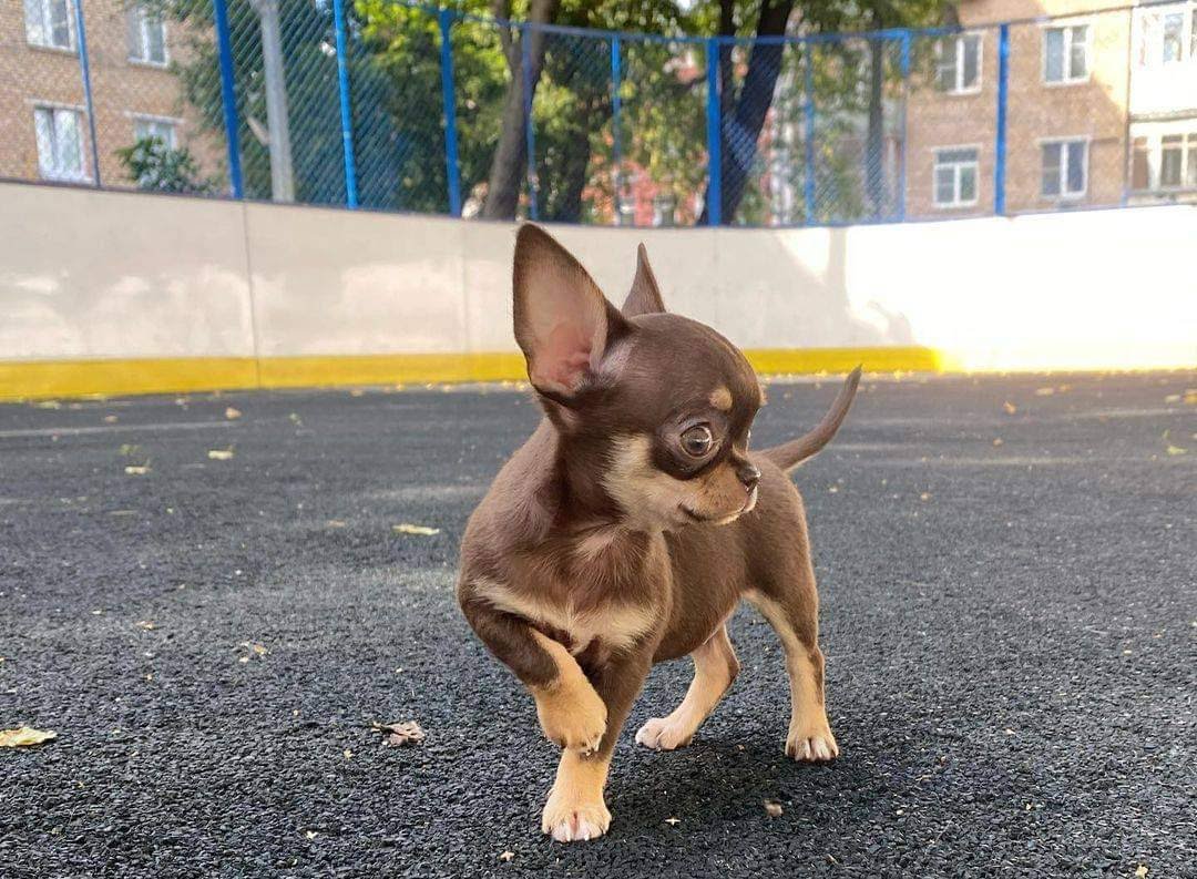 ¡Los bebés «teacup» más adorables! Cariñosos, diminutos y llenos de amor.