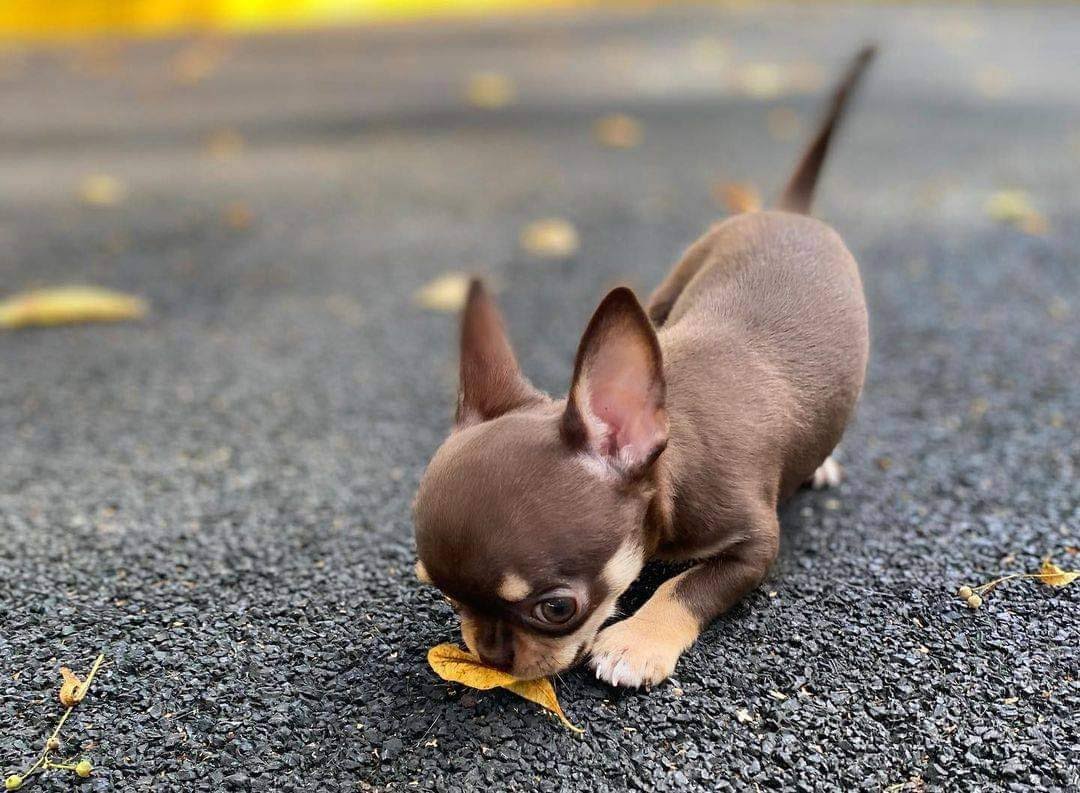 ¡Los bebés «teacup» más adorables! Cariñosos, diminutos y llenos de amor.