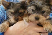 Cachorros machos y hembras adorables