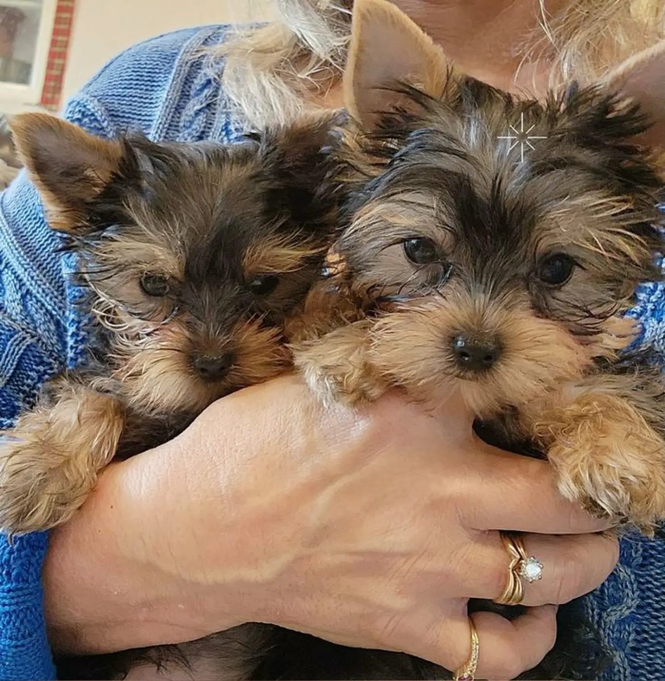 Cachorros machos y hembras adorables